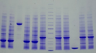 SDS-PAGE - 4-20% Precast Protein Gels, 12-Wells (AB326087)