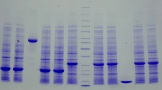 SDS-PAGE - 4-20% Precast Protein Gels, 12-Wells (AB326087)