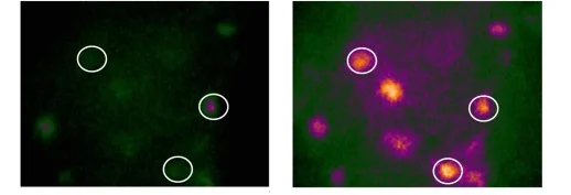 Immunocytochemistry/ Immunofluorescence - 4-Aminopyridine (4-AP), K+ channel blocker (AB120122)