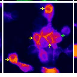 Cellular Activation - 4-DAMP, Muscarinic receptor antagonist (AB120144), expandable thumbnail