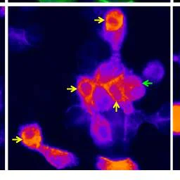 Cellular Activation - 4-DAMP, Muscarinic receptor antagonist (AB120144)