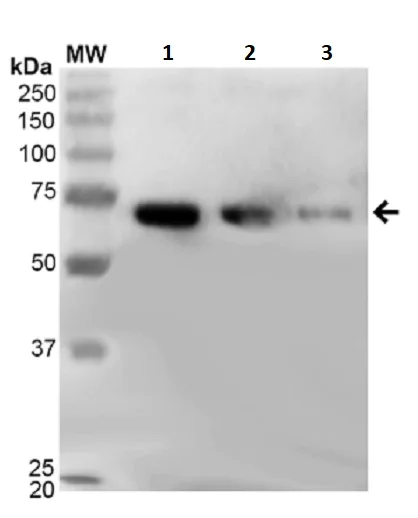 Western blot - 4-Hydroxy-2-hexenal BSA Conjugate (AB245930)