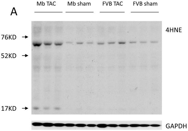 Western blot - Anti-4 Hydroxynonenal antibody (AB46545), expandable thumbnail