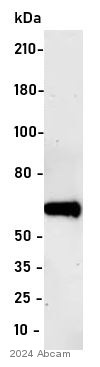 Western blot - Anti-4 Hydroxynonenal antibody (AB46545), expandable thumbnail