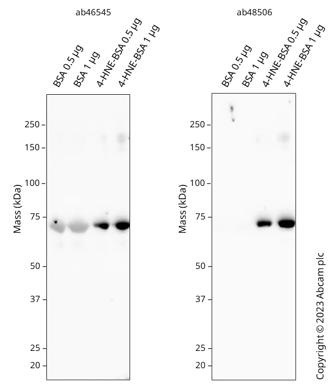 Western blot - Anti-4 Hydroxynonenal antibody [HNEJ-2] (AB48506)
