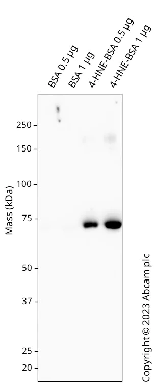 Western blot - Anti-4 Hydroxynonenal antibody [HNEJ-2] (AB48506)