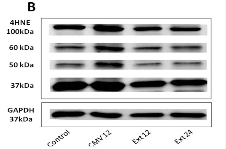 Functional Studies - 4-Hydroxynonenal, Lipid peroxidation marker (AB141502)