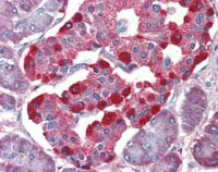 Immunohistochemistry (Formalin/PFA-fixed paraffin-embedded sections) - Anti-4E-BP2 antibody (AB111309)
