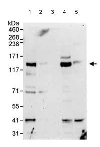 Western blot - Anti-4E-T antibody (AB95030)
