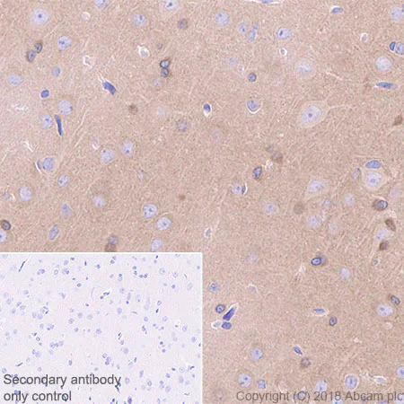 Immunohistochemistry (Formalin/PFA-fixed paraffin-embedded sections) - Anti-4R Tau antibody [EPR21725] (AB218314)
