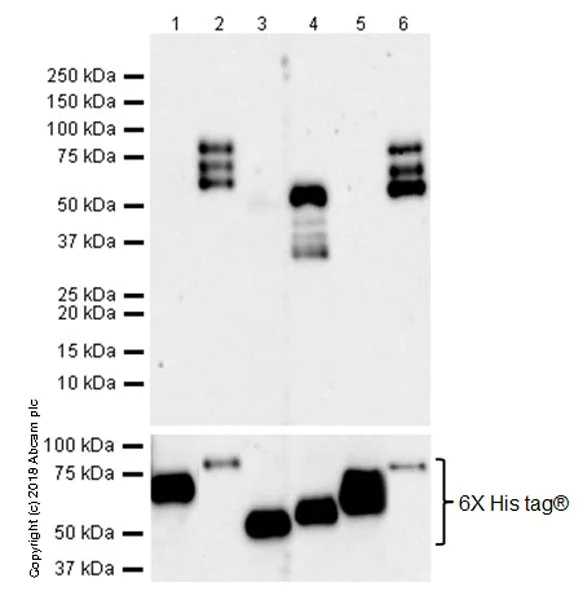 Western blot - Anti-4R Tau antibody [EPR21725] (AB218314)