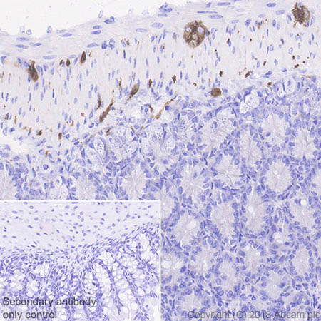 Immunohistochemistry (Formalin/PFA-fixed paraffin-embedded sections) - Anti-4R Tau antibody [EPR21725] - BSA and Azide free (AB242333), expandable thumbnail