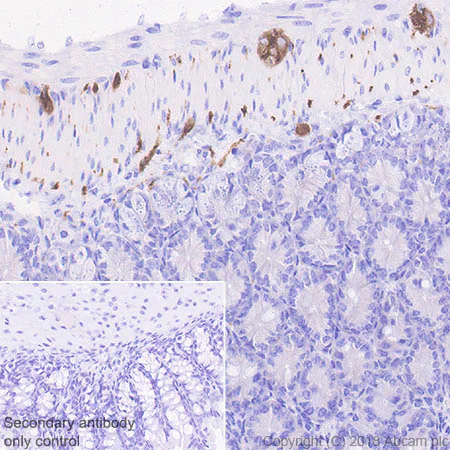 Immunohistochemistry (Formalin/PFA-fixed paraffin-embedded sections) - Anti-4R Tau antibody [EPR21725] - BSA and Azide free (AB242333)