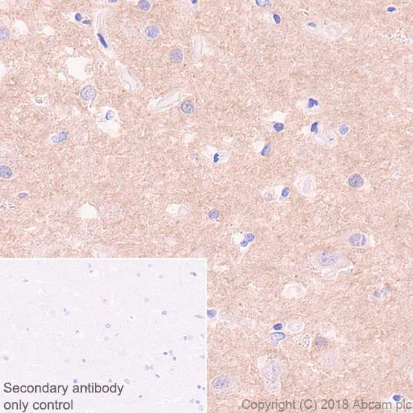 Immunohistochemistry (Formalin/PFA-fixed paraffin-embedded sections) - Anti-4R Tau antibody [EPR21725] - BSA and Azide free (AB242333)