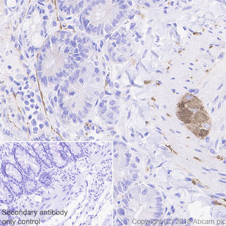 Immunohistochemistry (Formalin/PFA-fixed paraffin-embedded sections) - Anti-4R Tau antibody [EPR21725] - BSA and Azide free (AB242333), expandable thumbnail