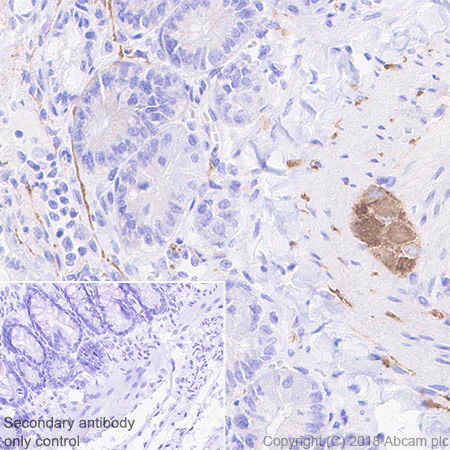 Immunohistochemistry (Formalin/PFA-fixed paraffin-embedded sections) - Anti-4R Tau antibody [EPR21725] - BSA and Azide free (AB242333)
