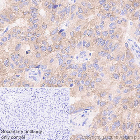 Immunohistochemistry (Formalin/PFA-fixed paraffin-embedded sections) - Anti-4R Tau antibody [EPR21725] - BSA and Azide free (ab242333), expandable thumbnail