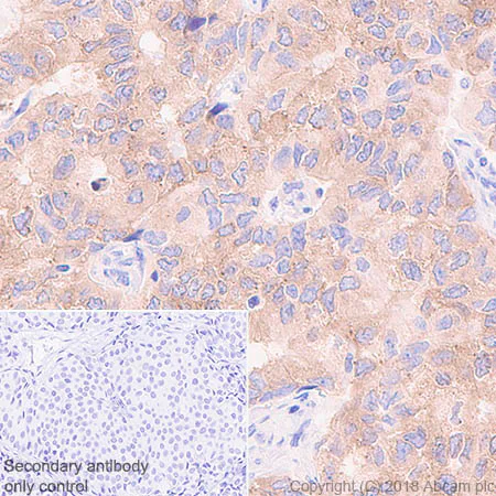 Immunohistochemistry (Formalin/PFA-fixed paraffin-embedded sections) - Anti-4R Tau antibody [EPR21725] - BSA and Azide free (AB242333)