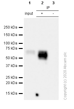 Immunoprecipitation - Anti-4R Tau antibody [EPR21725] - BSA and Azide free (AB242333), expandable thumbnail