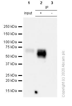 Immunoprecipitation - Anti-4R Tau antibody [EPR21725] - BSA and Azide free (AB242333)
