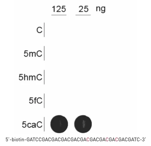 Dot Blot - Anti-5-carboxylcytosine (5-caC) antibody (AB231801)