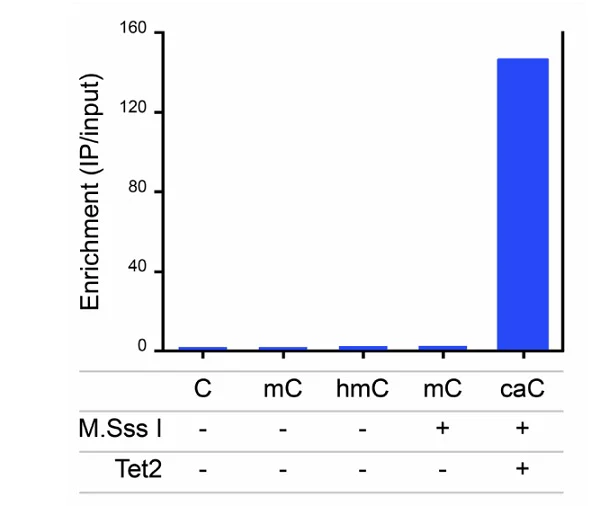 Immunoprecipitation - Anti-5-carboxylcytosine (5-caC) antibody (AB231801)