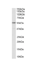 Western blot - Anti-5-HT2C Receptor antibody (AB32887)