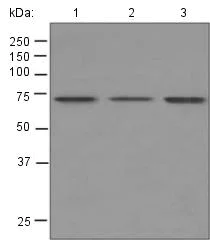 Western blot - Anti-5-HT2C Receptor antibody [EPR6486] - BSA and Azide free (AB248070)