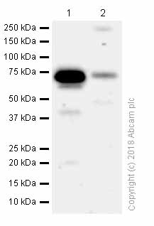 Western blot - Anti-5-HT2C Receptor antibody [EPR6487] (AB133570)