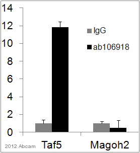 ChIP - Anti-5-hydroxymethylcytosine (5-hmC) antibody [AB3/63.3] - ChIP Grade (AB106918)