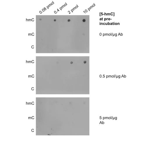 Dot Blot - Anti-5-hydroxymethylcytosine (5-hmC) antibody [AB3/63.3] - ChIP Grade (AB106918)
