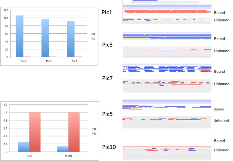 MeDIP - Anti-5-hydroxymethylcytosine (5-hmC) antibody [AB3/63.3] - ChIP Grade (AB106918)