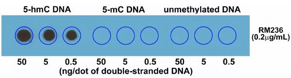Dot Blot - Anti-5-hydroxymethylcytosine (5-hmC) antibody [RM236] (AB214728)