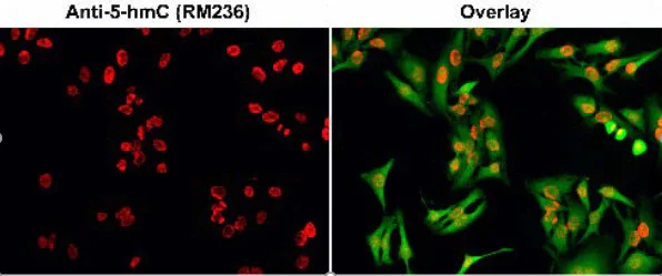 Immunocytochemistry/ Immunofluorescence - Anti-5-hydroxymethylcytosine (5-hmC) antibody [RM236] (AB214728)