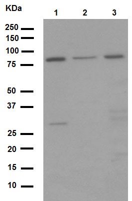 Western blot - Anti-5 Lipoxygenase/5-LO antibody [EP6072(2)] (AB169755), expandable thumbnail
