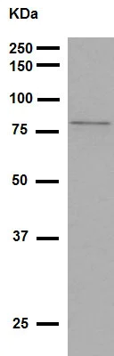 Western blot - Anti-5 Lipoxygenase/5-LO antibody [EP6072(2)] (AB169755)