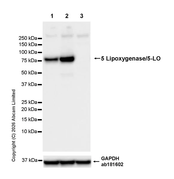 Western blot - Anti-5 Lipoxygenase/5-LO antibody [EPR30234-556] (AB327006)