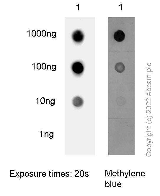 Dot Blot - Anti-5-methyl cytosine adenosine di-nucleoside (5-mCpA) antibody [2C8H8A6] (AB307565), expandable thumbnail