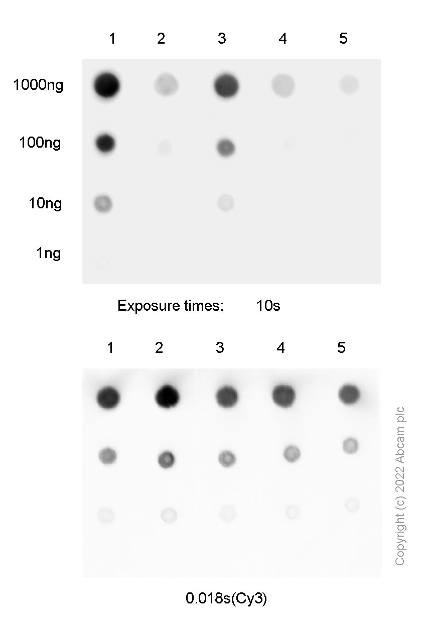 Dot Blot - Anti-5-methyl cytosine adenosine di-nucleoside (5-mCpA) antibody [2C8H8A6] (AB307565), expandable thumbnail