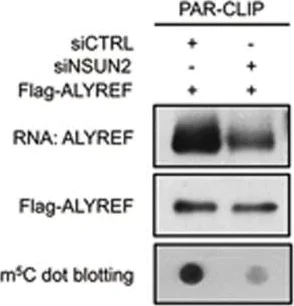 Dot Blot - Anti-5-methylcytosine (5-mC) antibody [33D3] (AB10805)