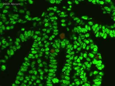 あいやー Purified Mouse Anti-Mouse Pre-T Cell Receptor α Chain