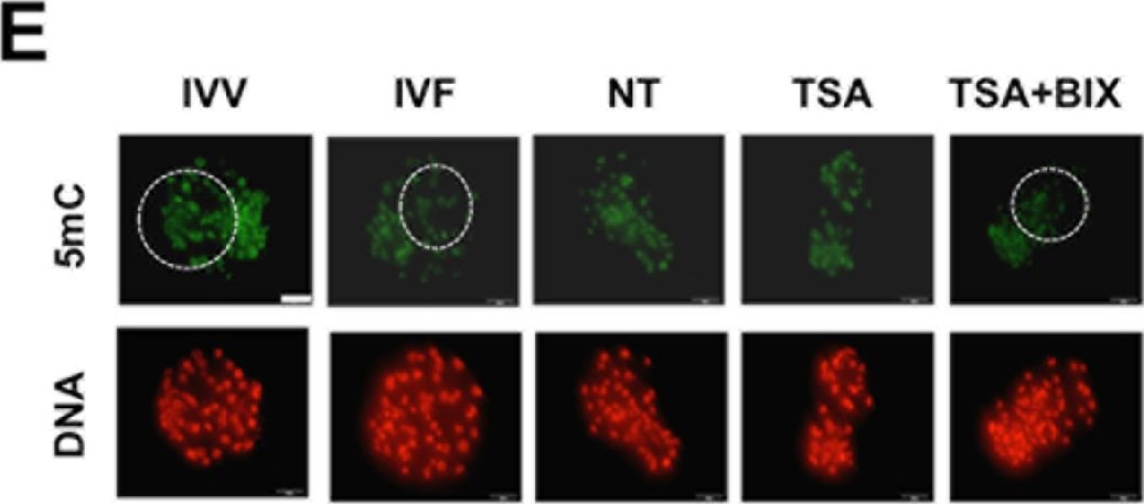 5-methylcytosine-5-mc-antibody