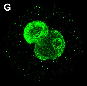 Immunocytochemistry/ Immunofluorescence - Anti-5-methylcytosine (5-mC) antibody [5MC-CD] (AB73938)