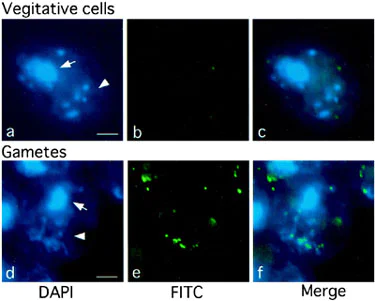 Immunocytochemistry/ Immunofluorescence - Anti-5-methylcytosine (5-mC) antibody [5MC-CD] (AB73938)