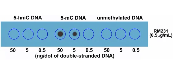 Dot Blot - Anti-5-methylcytosine (5-mC) antibody [RM231] (AB214727)