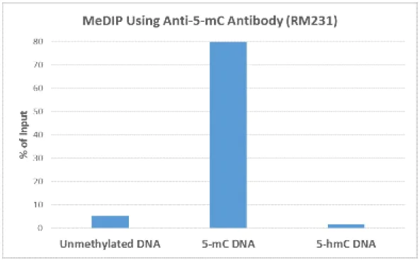 MeDIP - Anti-5-methylcytosine (5-mC) antibody [RM231] (AB214727)