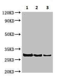 Western blot - Anti-50S ribosomal protein L7/L12 antibody (AB225681)