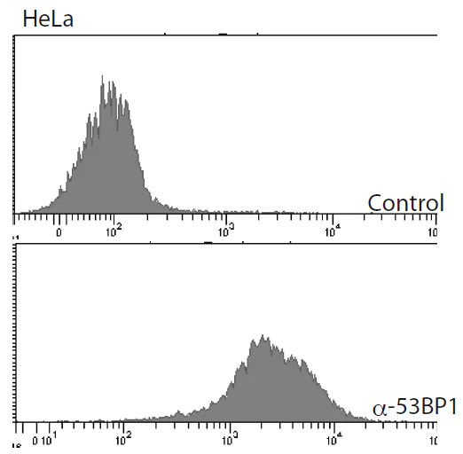Flow Cytometry - Anti-53BP1 antibody (AB172580)