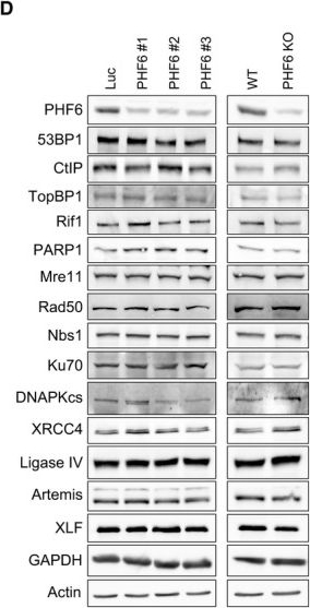 Anti-53BP1 antibody (ab172580) | Abcam