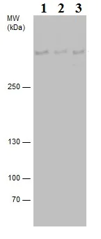 Western blot - Anti-53BP1 antibody (AB21083)